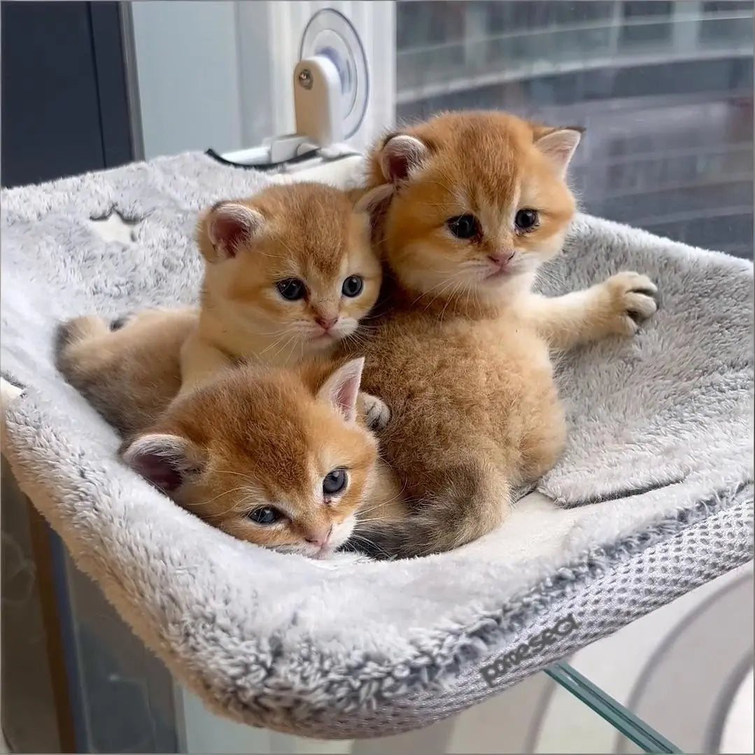 Folding Cat Hammock for Window - Cordless, Machine Washable Bed, Robust Metal Frame, Strong Suction Cups，Cat Window Perch for Cats and Small Dogs